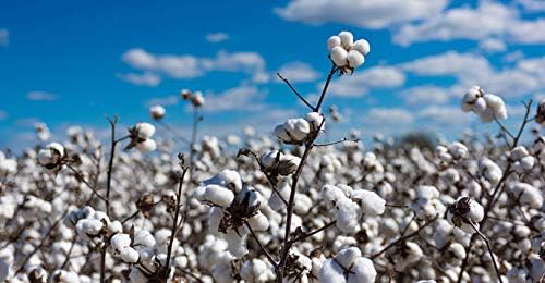 KVITER 25 White Cotton Seeds for Planting (Gossypium hirsutum) – Real Cotton Plant, Cottons Seeds for Growing, Heirloom & Non-GMO Cotton's Plant Seeds for Gardeners – Perfect for Ornamental or Fiber