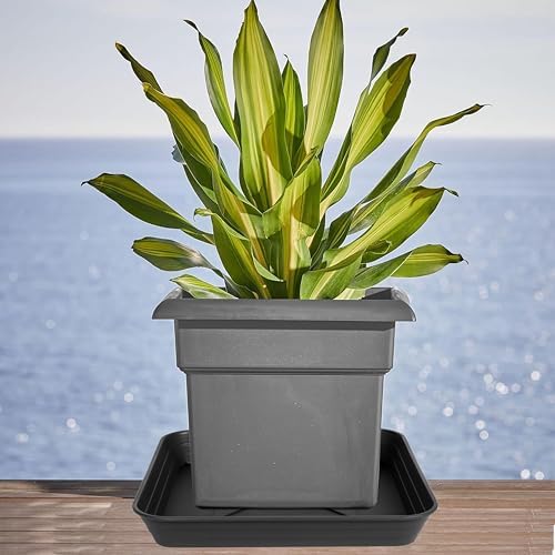 4 Pack Square Plant Saucer Tray 18 inch, Heavy Duty Plastic Plant Saucers for Indoors Outdoor, Flower Plant Drip Trays for Pots, Square Seed Starting Tray, Seedling Growing Trays