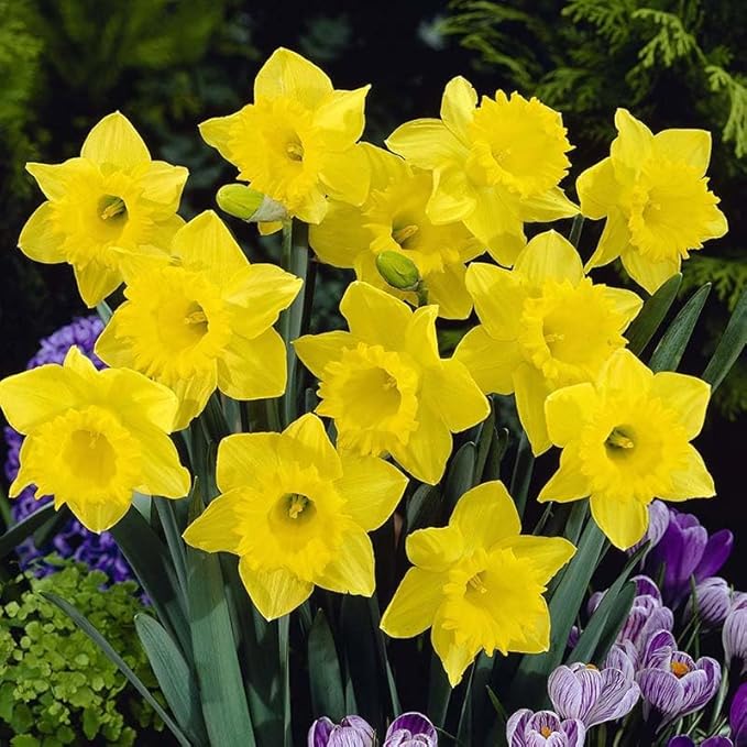 Complete Spring Flower Bulb Garden - 50 Bulbs for 50 Days of Continuous Blooms (Spring Color from March Through June) - Easy to Grow Fall Planting Bulbs by Willard & May