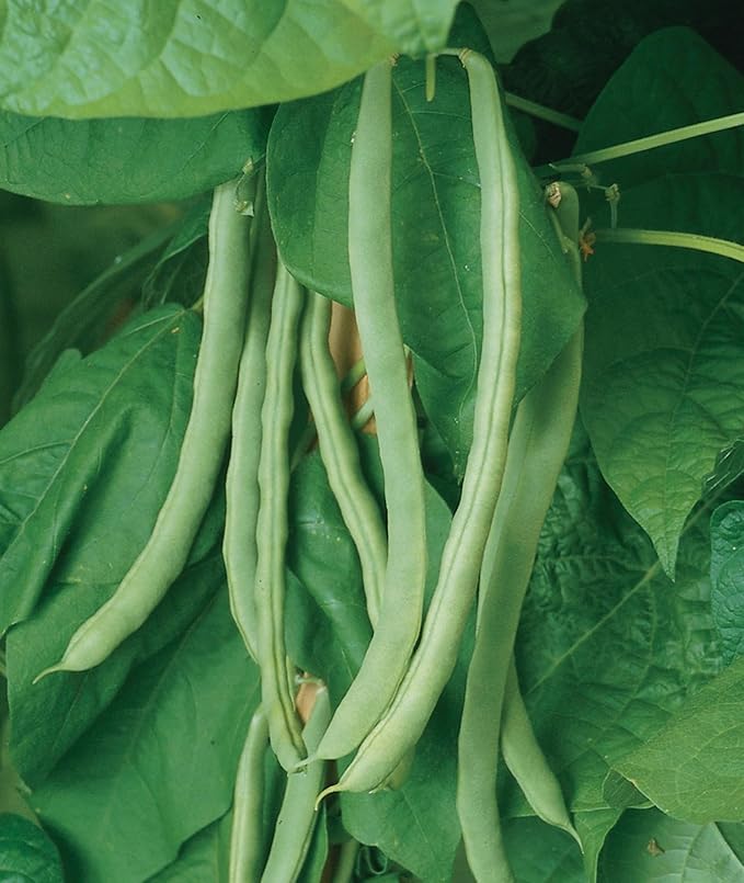 Burpee 'Kentucky Wonder' Pole Bean Seeds, 2 ounces of Non-GMO Seed, Heirloom