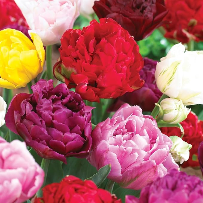 Garden State Bulb Double Dutch Mixed Tulip Flower Bulbs, 12/+ cm, Fall Planting (Bag of 250)