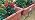 HIRALIY 50ft Drip Irrigation Kit Plant Watering System 8x5mm Blank Distribution Tubing DIY Automatic Irrigation Equipment Set for Garden Greenhouse Flower Bed Patio Lawn