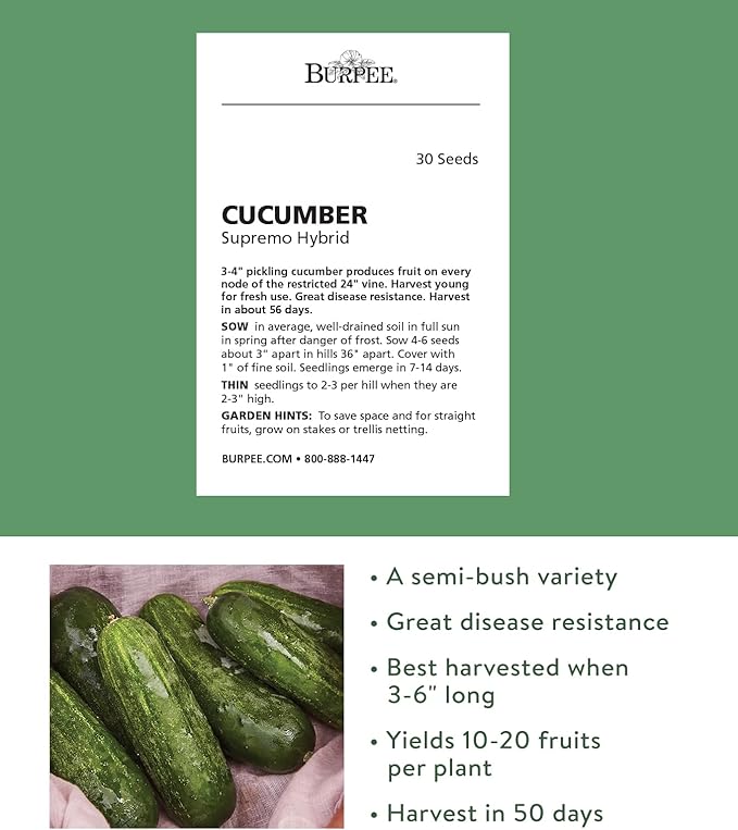 Burpee 'Supremo' Pickling Cucumber Seeds, 30 Non-GMO seeds, Container Friendly