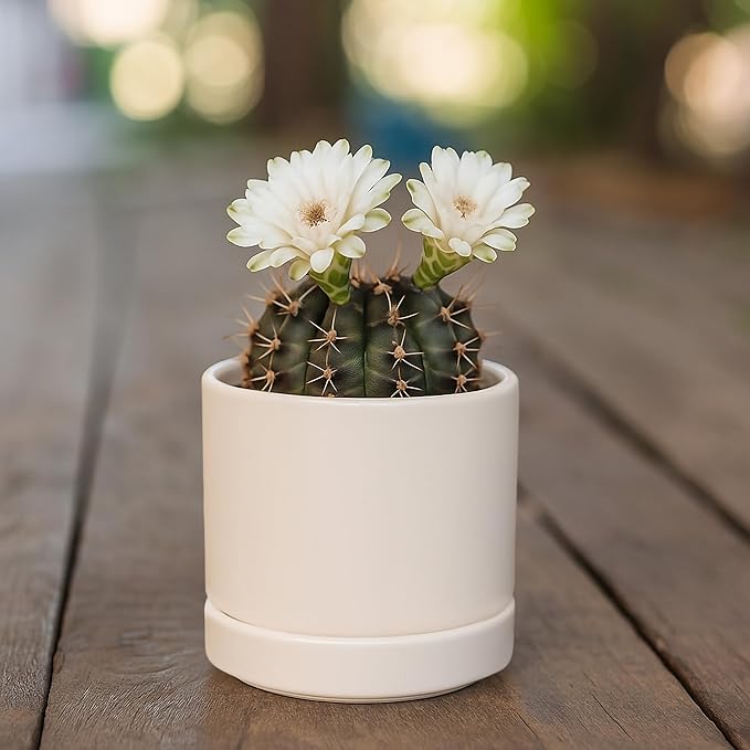 D'vine Dev 3.5 Inch Ceramic Planter Pot with Drainage Hole and Saucer, Indoor Cylinder Round Planter Pot, Oatmeal, 94-O-A-8