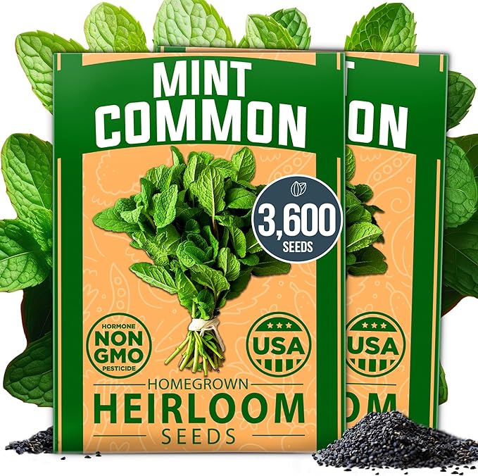 HOME GROWN Premium Common Mint Seeds (Bulk Pack) 3,600 Heirloom Herb Seeds, USA Sourced | Ideal for Planting Outdoors or Indoors for a Fresh Mint Tea Garden (Mentha spp)
