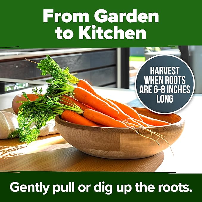 HOME GROWN Tendersweet Carrots Seeds 2 Pack - 6000 Non-GMO Heirloom Carrot Seeds for Planting Outdoors - High- (Daucus carota subsp. sativus)