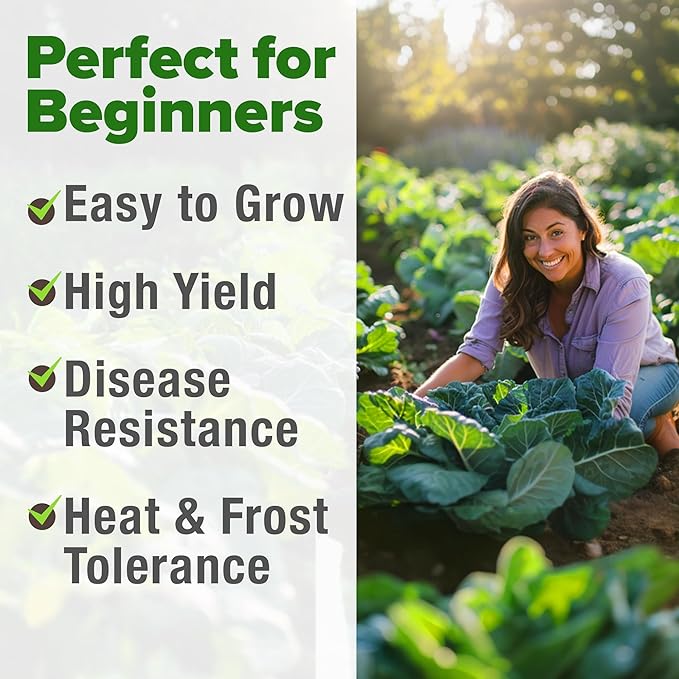 HOME GROWN Georgia Southern Collard Green Seeds – Bulk 2 Pack (600 High-Germination Non-GMO Heirloom Seeds) – for Planting in Vegetable Gardens (Brassica oleracea).