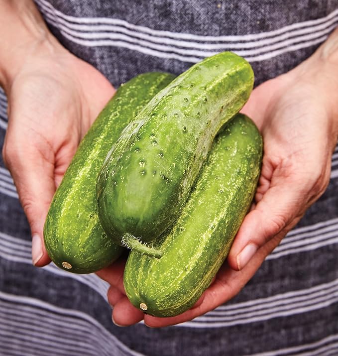 Burpee 'Pickler' Cucumber Seeds, 100 Non-GMO seeds, Container Friendly, Burpee Exclusive