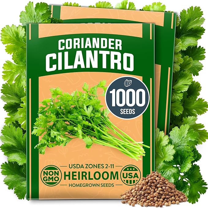 HOME GROWN 1000+ Cilantro Seeds for Planting Indoors or Outdoors - Non-GMO Heirloom Herbs, Coriander Plant Seeds, Herb Seeds Collection for Herb Garden (Coriandrum sativum)