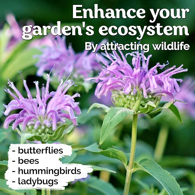 KVITER 1,000 Wild Bergamot Seeds for Planting (Monarda fistulosa) – Bee Balm Native Wildflower, Pollinator Magnet, Organic & Non GMO – Perennial Flower Seeds to Plant Outside in Flower/Herb Garden