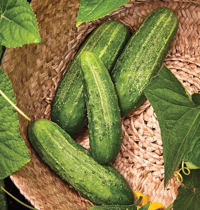 Burpee 'Pickler' Cucumber Seeds, 100 Non-GMO seeds, Container Friendly, Burpee Exclusive