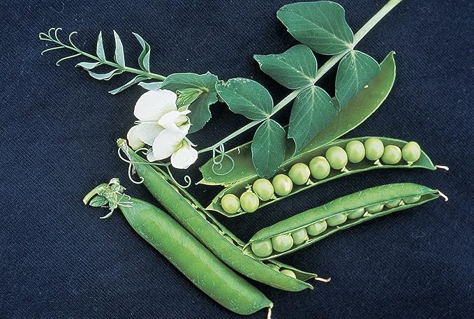 Burpee Garden Sweet Pea Seeds 200 seeds